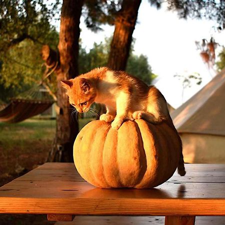 Villa Glamping At A Lovely Tent In Skiaxtro- Marathopoli Exterior foto