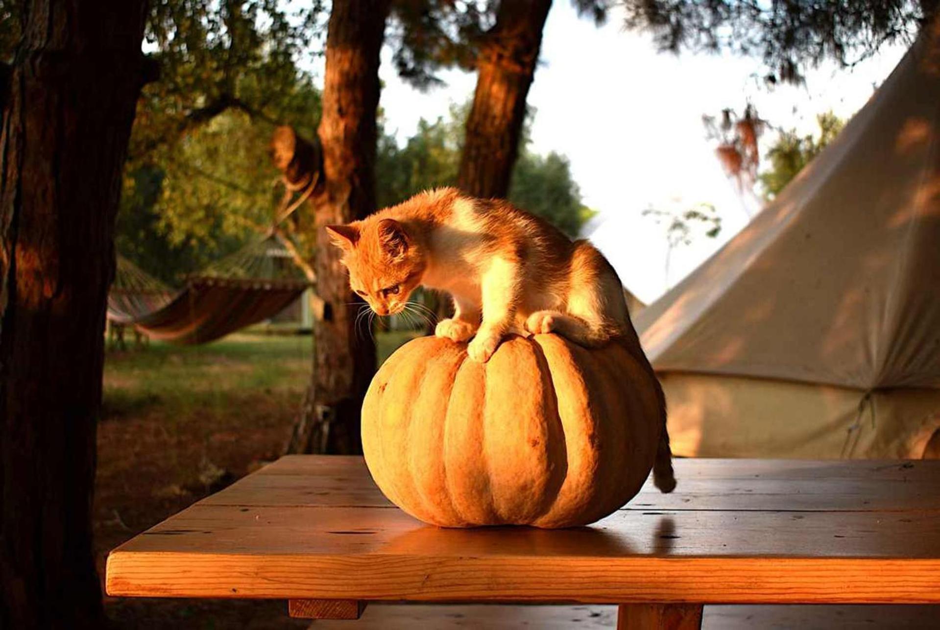 Villa Glamping At A Lovely Tent In Skiaxtro- Marathopoli Exterior foto